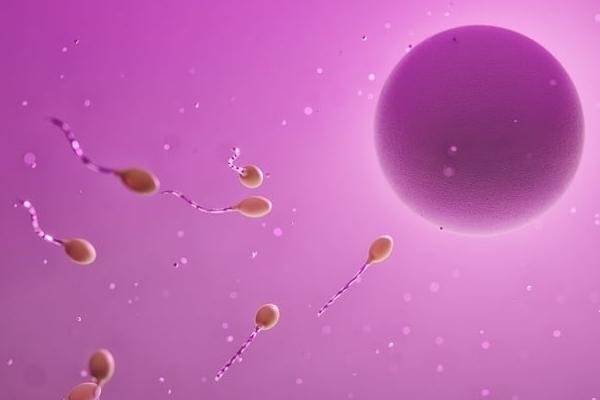 如何挑选精子、卵妹